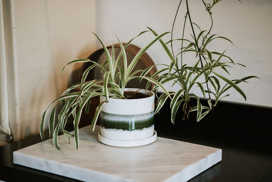 Gorgeous Green Plant Pot